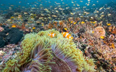 -_Indonesia_Lembeh_to_Raja_-_.jpg.webp