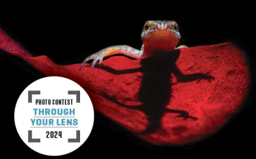 _PhotoContestWinners_Thumnail.jpg.webp