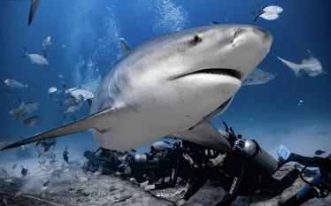 . BullSharkWithDivers_BaalcheProyectoAzul.jpg.webp