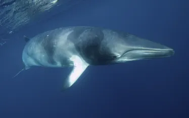 -a-curious-minke-whale- option .jpg.webp