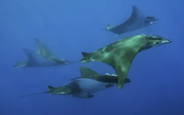 AD Azores middle of atlantic great viz diving with manta rays.jpg.webp