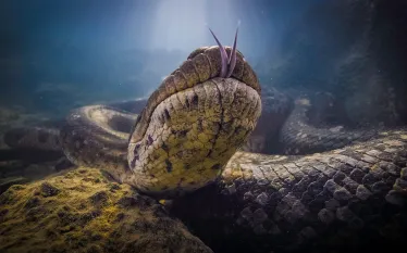 ANACONDA_CDP_ANAJULIA_lr.jpg.webp