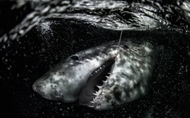Annie Guttridge - Saving the Blue .png.webp