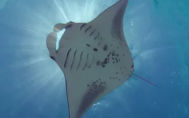 AnnieMurray_MantaRay_-.jpg.webp