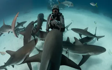 Approaching shark_Kewin Lorenzen.jpg.webp