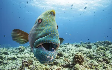 Blue-Corner-humphead-wrasse_edit.jpg.webp
