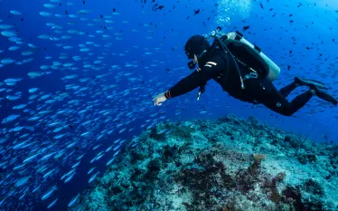 CREDIT PT Hirschfield CAPTION Diver at the Blue Corner Dropoff   .jpg.webp