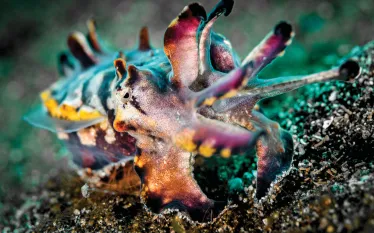 Cephalopodcast-_edit.jpg.webp