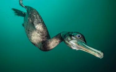 Cormorants E  SDM-NOV-OO-_edit   .jpg.webp