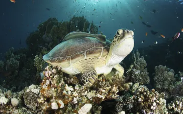 CourtesyRedSeaDivingSafari-Ahmed-Helal-early-morning-turtle.jpg.webp