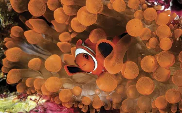 CourtesyWakatobi_WS_edit.jpg.webp