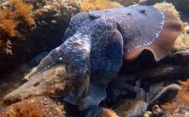 CuttlefishMating_AlexandraOwens.JPG.webp