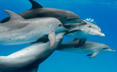 DolphinsCourtship_BethanyAugliere.jpg.webp