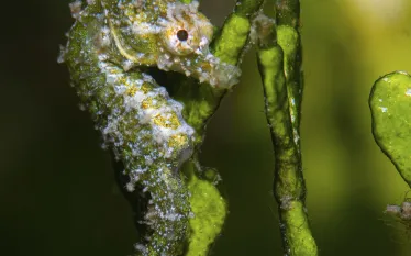DwarfSeahorse_StaceyHenderson---Stacey-Henderson.jpg.webp