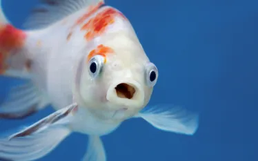 Fish_Noheaphotos_shutterstock_.jpg.webp