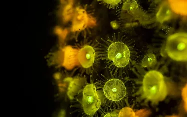 Fluoro_Photo   .jpg.webp
