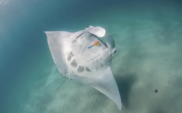 Ginger_mantaray_BA.jpg.webp