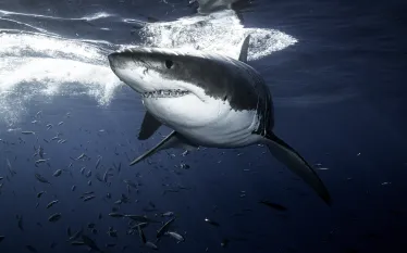 Great White Head on.jpg.webp