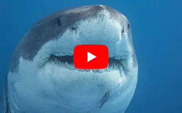 GreatWhite Shark.jpg.webp