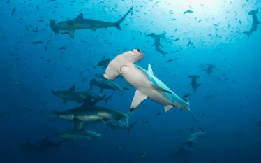 Hammerheads Dennis Whitestone.jpeg.webp