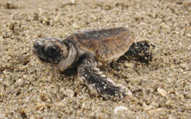 Hatchlingonbeach_creditKenLohmann.jpg.webp