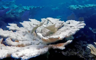 Horseshoe Reef Bleaching  _JD Reinbott_.jpg.webp