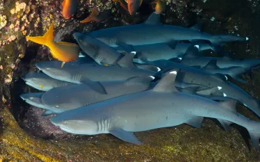 ISISROCHA_whtieipsharks_shutterstock_.jpg.webp
