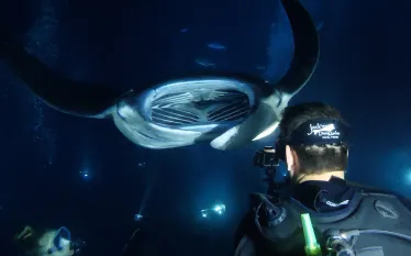 JDLMantaNightDive   .jpg.webp