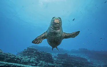 KauaiNiihau_SeasportDivers_LowRes-.jpg.webp