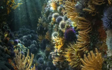 Kelp-Forest-by-James-Lowe---James-Lowe   .jpg.webp