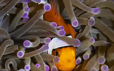 Komodo------Candice-Landau---Underwater-Photography-.jpg.webp