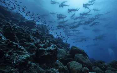 KristinPaterakis_Galapagos_WolfIsland-.jpg.webp