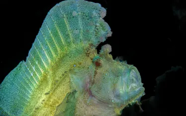 Leaf_scorpionfish_Sonja Ooms_shutterstock_.jpg.webp