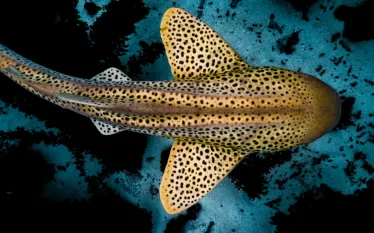 LeopardShark_Lewis Burnett_shutterstock_Thumbnail.png.webp