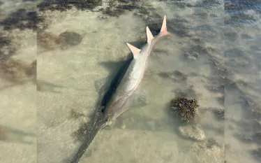 Norman_Sawfish.jpg.webp