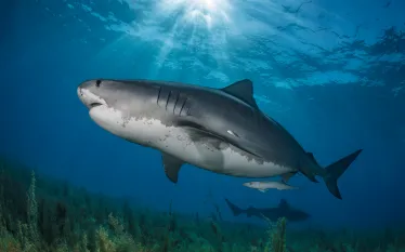 OceanImageBank_HannesKlostermann_.jpg.webp