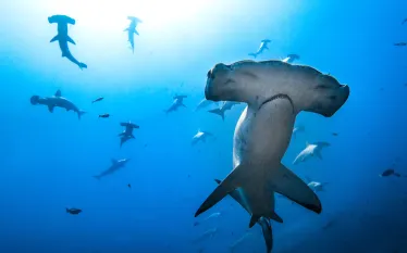 OceanImageBank_MasayukiAgawa_.jpg.webp
