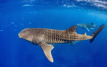 OceanImageBank_RenataRomeo_.jpg.webp