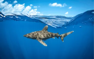 OceanicWhitetip_JayClue.jpg.webp