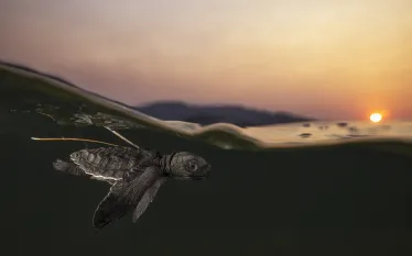 OliveRidleyBabyTurtle-DanielFlormann.jpg.webp