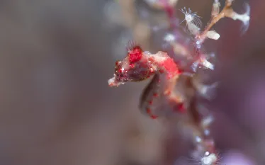 PADI   .jpg.webp