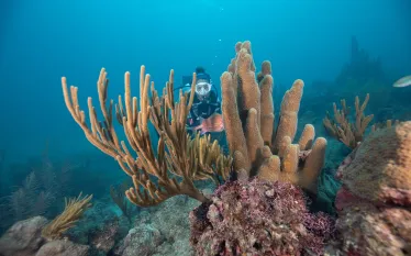 PIllarcoral_Paterakis_Providencia_Colombia_Tetes_PillarCoral-.jpg.webp