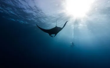 Paterakis_MantaDivers_.jpg.webp