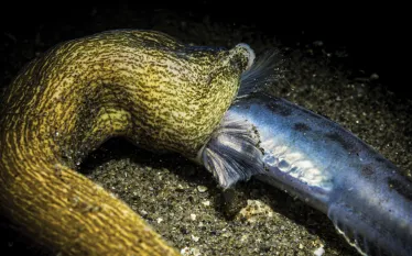Ribbon-Worm-Attack-_edit.jpg.webp