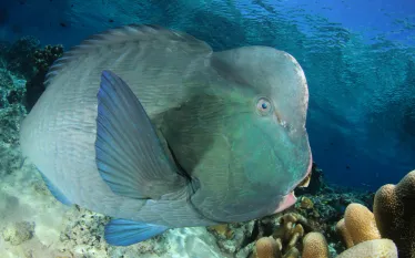 Rich Carey_Parrotfish_shutterstock_.jpg.webp