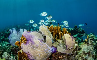Roatan_FD_UW_HON_ROA___edit.jpg.webp