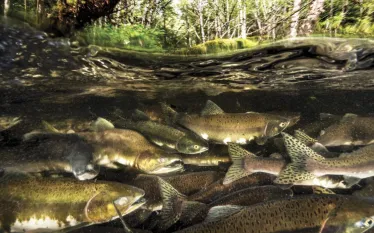 SALMON-FOREST-_edit.jpg.webp