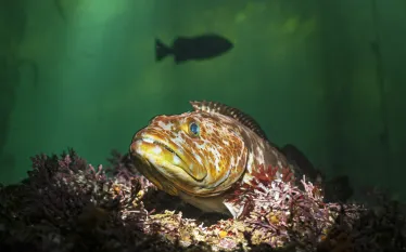 SDMag_Fish_Portrat_Photo_.jpg.webp