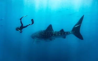 SeaHero_StellaDiamant.jpg.webp