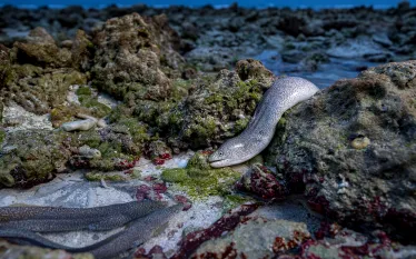Shane Gross C courtesy Wildlife Photographer of the Year.png.webp